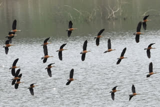 beauty on kalyani dam