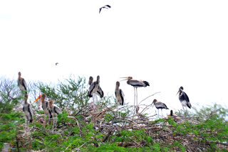 Foreign birds in Uppalapadu village at  Guntur  district