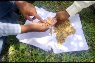 Case filed against 2 companies selling bogus soybean seeds in Osmanabad