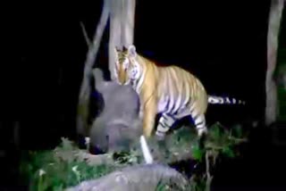 video of tiger pulling elephant cub in nilgiris tiger archive