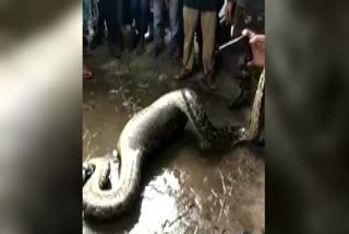 Python swallowed adult sized goat in West Bengal videos