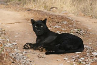 Black Leopard