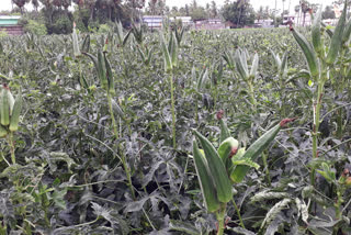 bendi crop left in lands