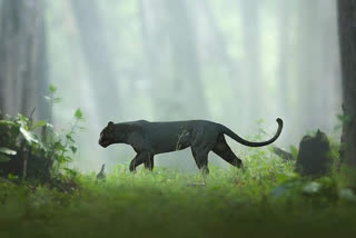 A black panther spotted on Kabini Jungle Safari  Sanctuary gone viral on social media