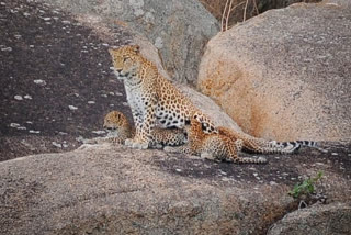 Leopard gives birth to 2 cute cubs... Forest Department instructed not go near the lake