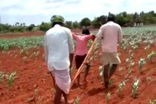 Children  helped to plow