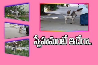 monkey dog friendship in tirupathi