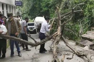 tree fall on road in shimla