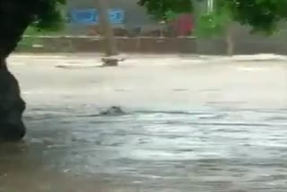 cattle washed away in flood