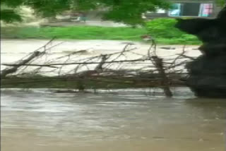 WATCH: Cattle washed away in flood at a village in Rajkot