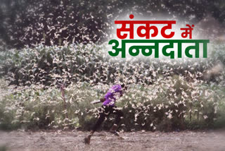 Locust attack in pali, Sowing of Kharif crop, Locust eggs