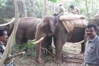 Elephant capture campaign to be conducted once again in sindhudurg