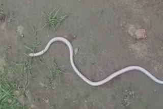 Incredibly rare white snake found in Balisuan village of Mahakalapada Block