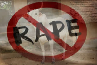 55-year-old man held for raping cow in Bhopal