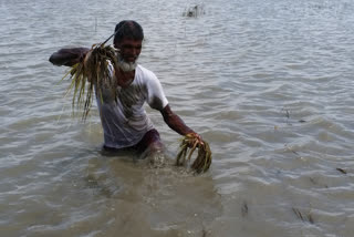 পথাৰতেই পচিছে ৰবি শস্য