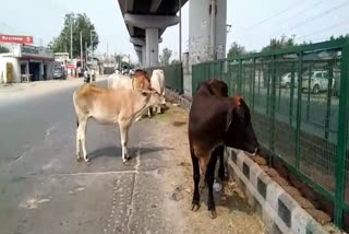 Risk of accidents due to stray animals at Nagli dairy bus stand in Dwarka