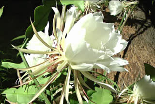 Midnight lily flower