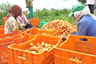 tomatoes-crop-damage-dur-to-rain-in-pune