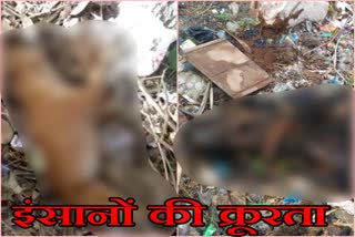 भरतपुर में कुत्तों की पिटाई, Dogs beat up in Bharatpur