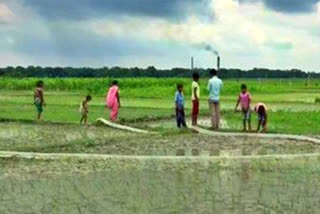 With schools shut, no mid-day meals, kids return to farms in Bihar