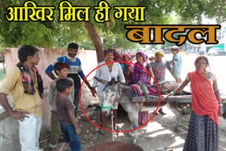 भीलवाड़ा के गधे की खबर, News of Bhilwada donkey