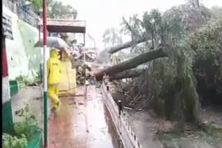 tree falls in Almora due to heavy rain
