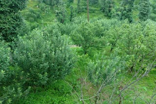 Heavy damage to apple growers due to hailstorm