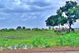 wild-animal-damage-crop-in-hingoli