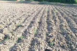 Farmers in Kheda