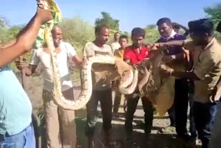 Marwar Junction news, python found, Forest department