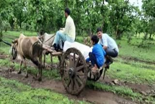 Teacher himself drove bullcart