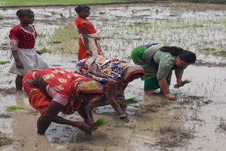 MLA Deepika Pandey did paddy cultivation in godda