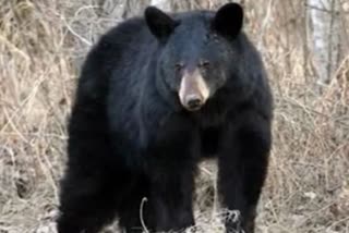 bear attacked on young man