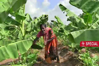 successful story of a woman, successful story of a woman farmer, successful story of Bagalkot woman farmer, Bagalkot woman farmer news, ಕೃಷಿಯಲ್ಲಿ ತನ್ನನ್ನು ತಾನೇ ತೊಡಗಿಸಿಕೊಂಡ ಮಹಿಳೆ, ಕೃಷಿಯಲ್ಲಿ ಯಶಸ್ಸು ಕಂಡ ಮಹಿಳೆ, ಕೃಷಿಯಲ್ಲಿ ಯಶಸ್ಸು ಕಂಡ ಬಾಗಲಕೋಟೆ ಮಹಿಳೆ, ಬಾಗಲಕೋಟೆ ಮಹಿಳೆ ಸುದ್ದಿ,