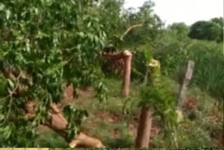 trees are cut down in the school premises in veluguvari palem prakasam district