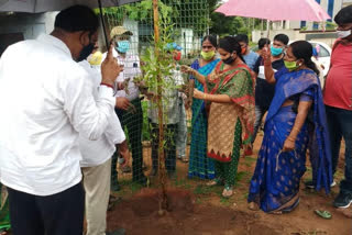 mla haripriya plantation in harithaharam at illandu in bhadradrikothagudem