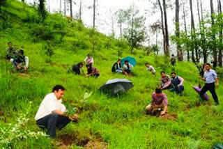 tree plantation campaign