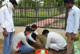 दौसा में पौधरोपण कार्यक्रम आयोजित, Plantation program organized in Dausa