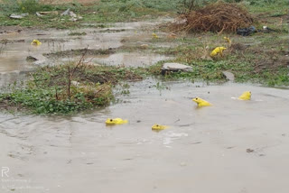 Yellow colour frogs at Udavalli in Jogulamba gadwal district