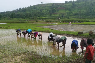 વરસાદ થતાં ખેડૂતો ડાંગરની ખેતીમાં જોતરાયા