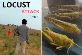 Locust attack