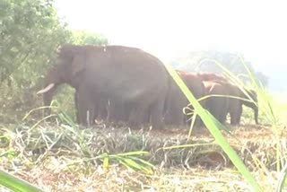 elephant-killed-the-former-zila-panchayat-member