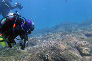 Aggressive seaweed smothering Pacific reefs