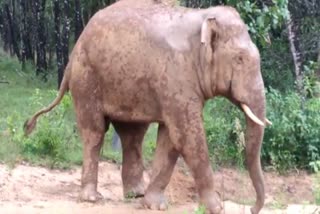 elephant-destroyed-crops-in-chikkamagalore