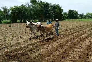 ચોમાસુ પાકોને નુકસાન થવાની ભિંતી