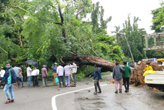 Large tree felldown in karwar