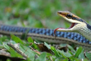 snakes of the buxa forest