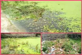 Lot of dirt in pond made for cattle in a village of Mundka in Delhi