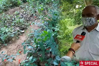 Plants being distributed free from the nursery of Asola Bhatti Wildlife sanctuary