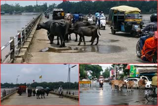 Stray cattle affected traffic